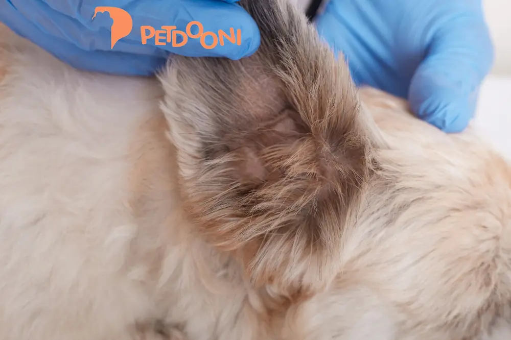 راهنمای کامل پیشگیری از کک و کنه در سگ و گربه | علائم کک و کنه که نباید نادیده بگیرید در پت شاپ آنلاین پت دونی ۱۴۰۴